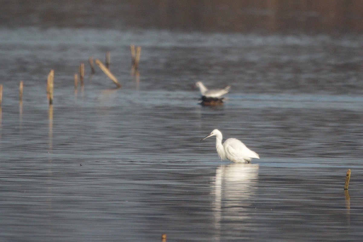 Aigrette garzette - ML645683878