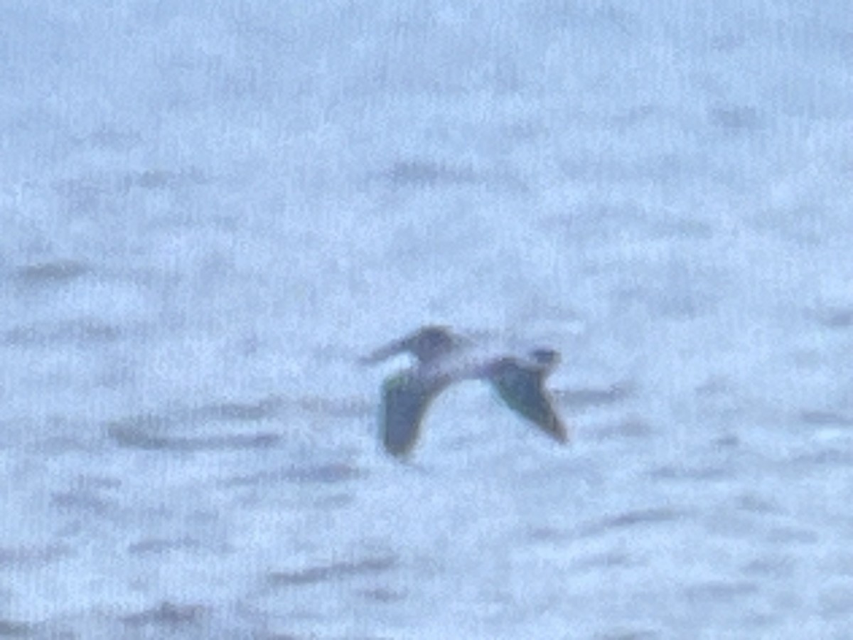 Brown Pelican - ML645683881