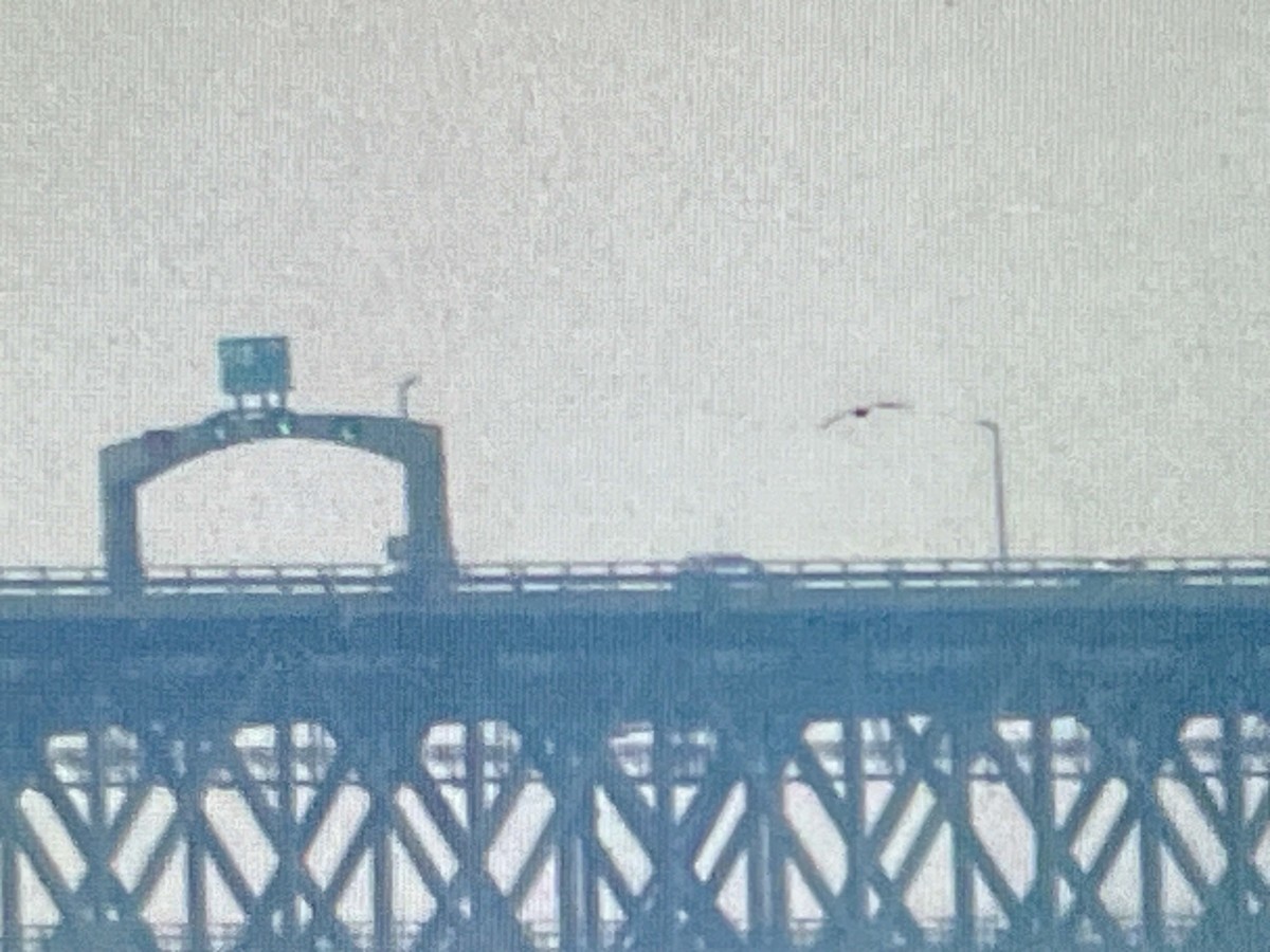 Brown Pelican - ML645683883