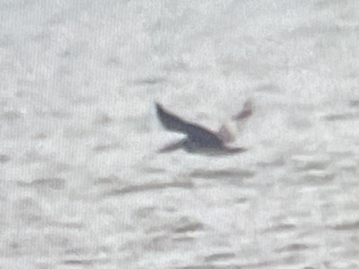 Brown Pelican - ML645683884