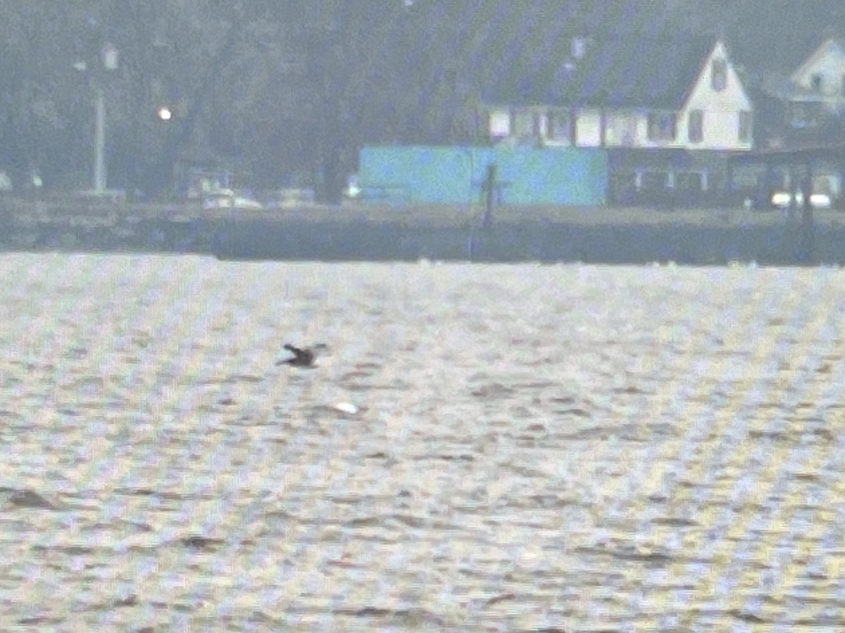 Brown Pelican - ML645683885