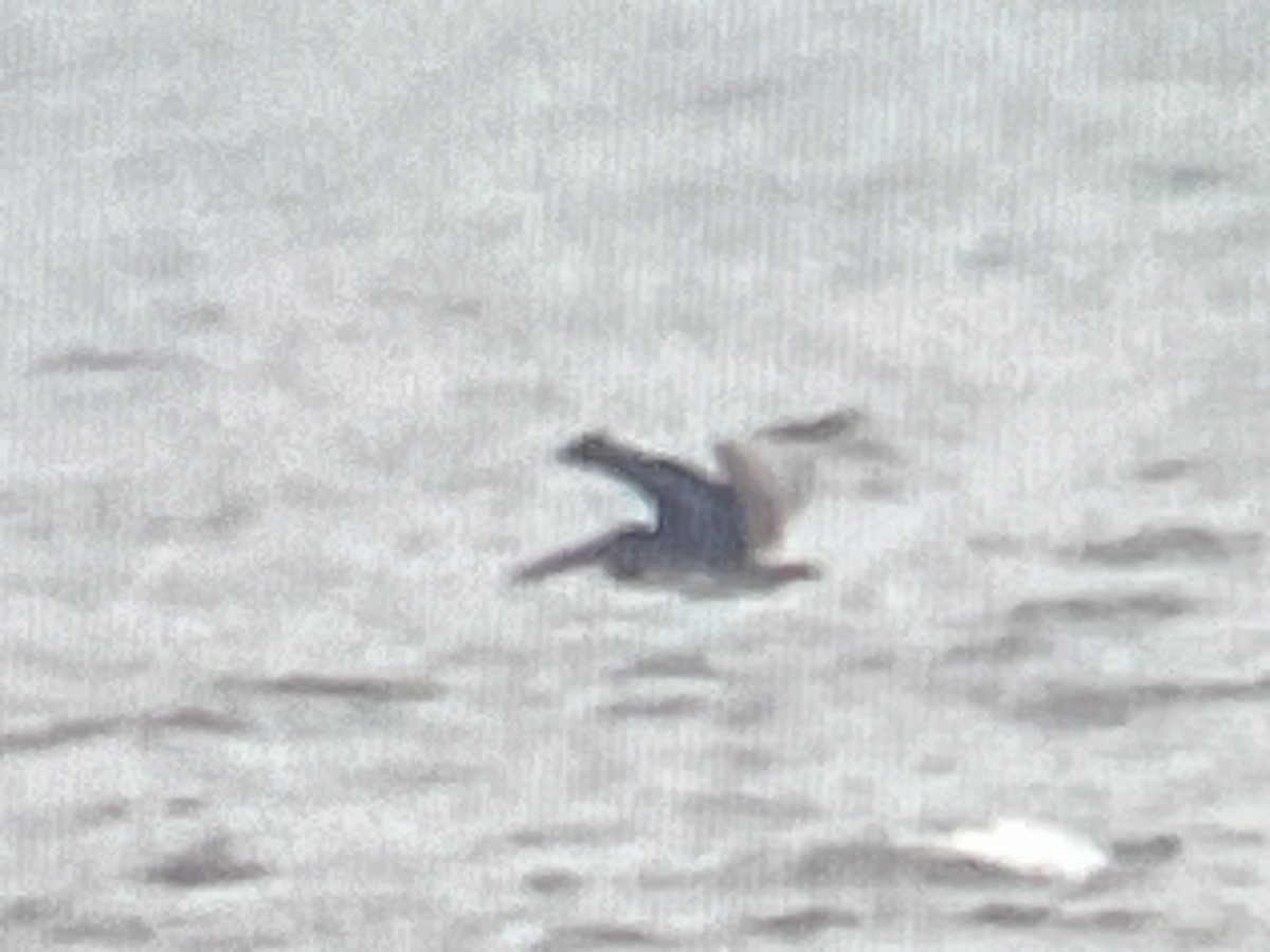 Brown Pelican - ML645683886