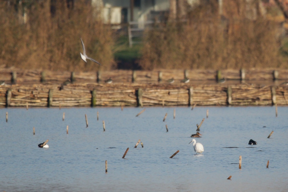 Aigrette garzette - ML645683893