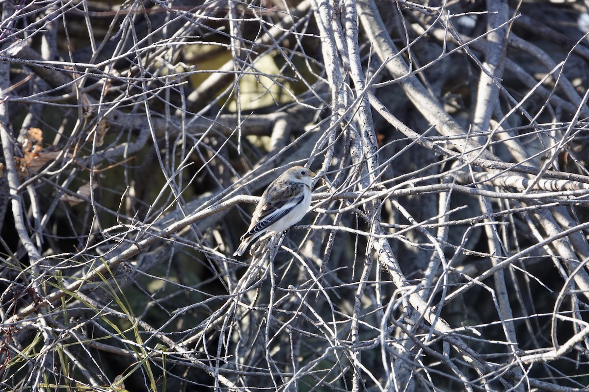 Snow Bunting - ML645683897