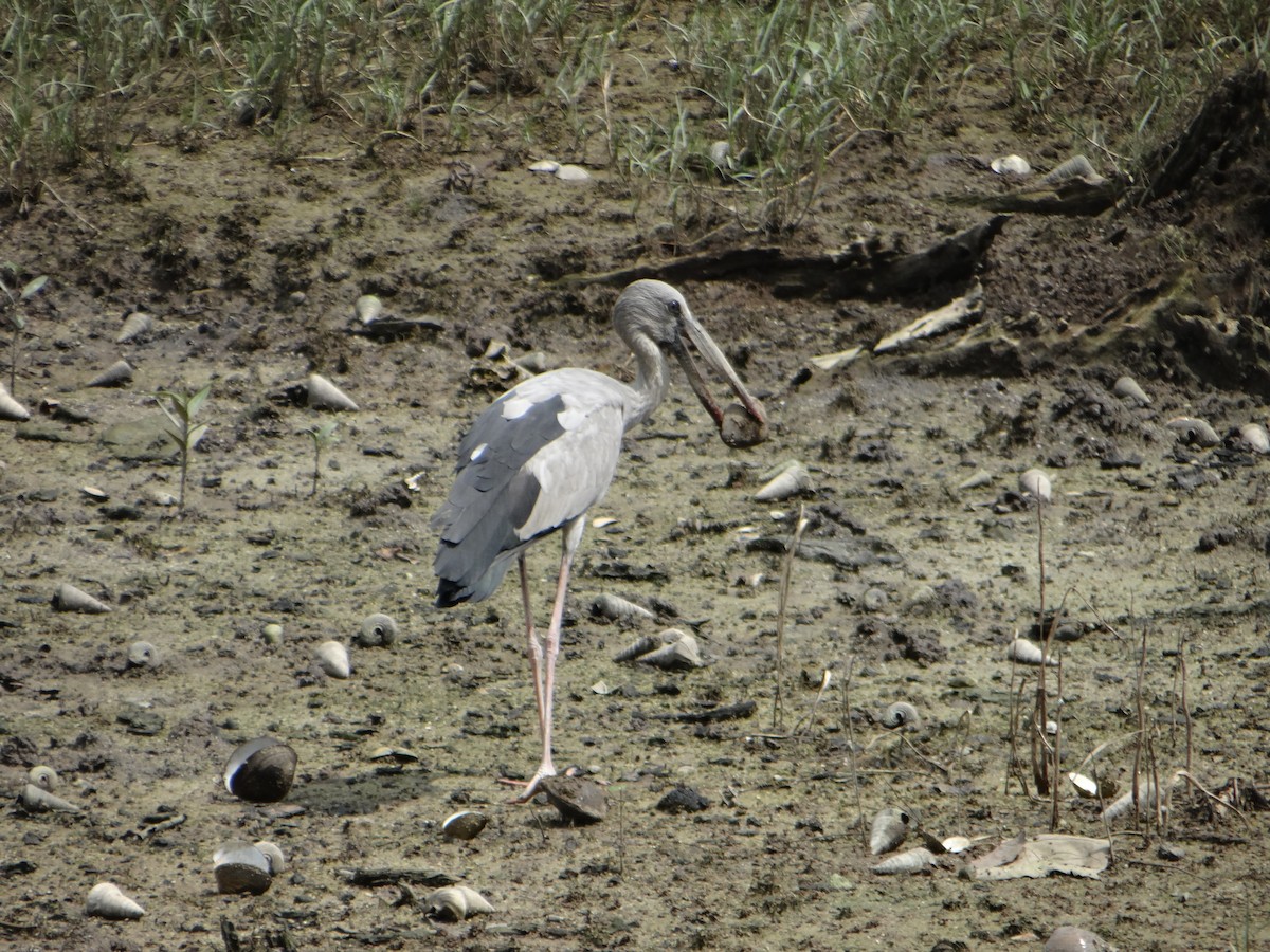 Asian Openbill - ML645683902