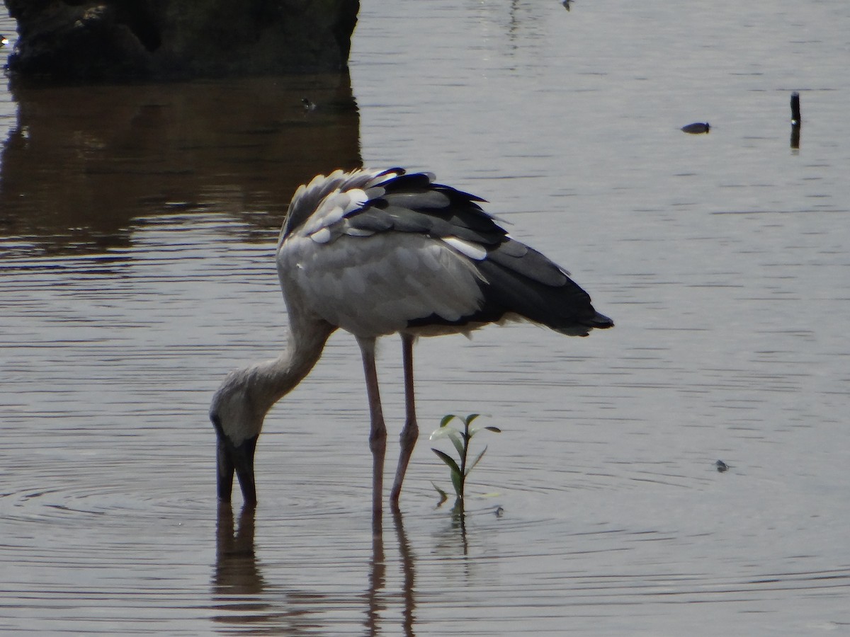 Asian Openbill - ML645683903