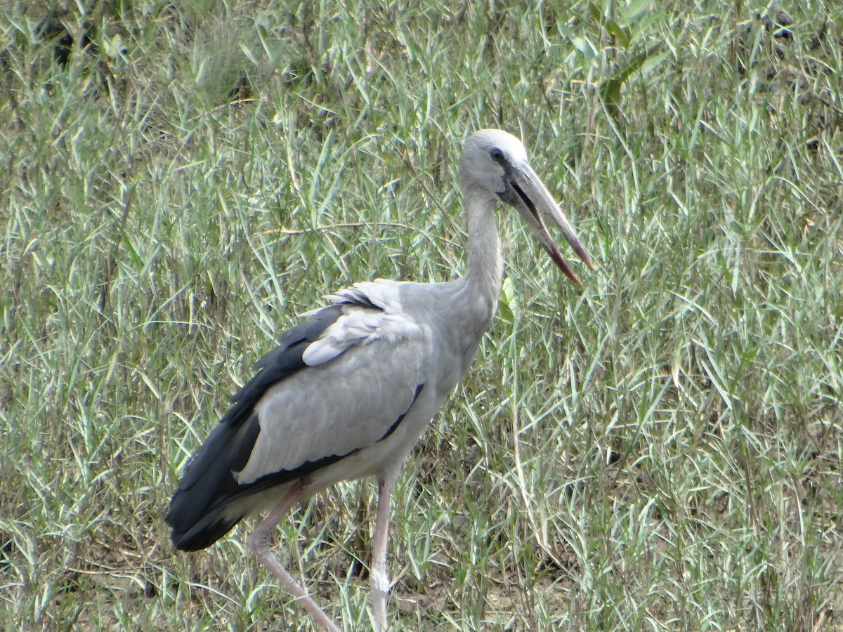 Asian Openbill - ML645683904