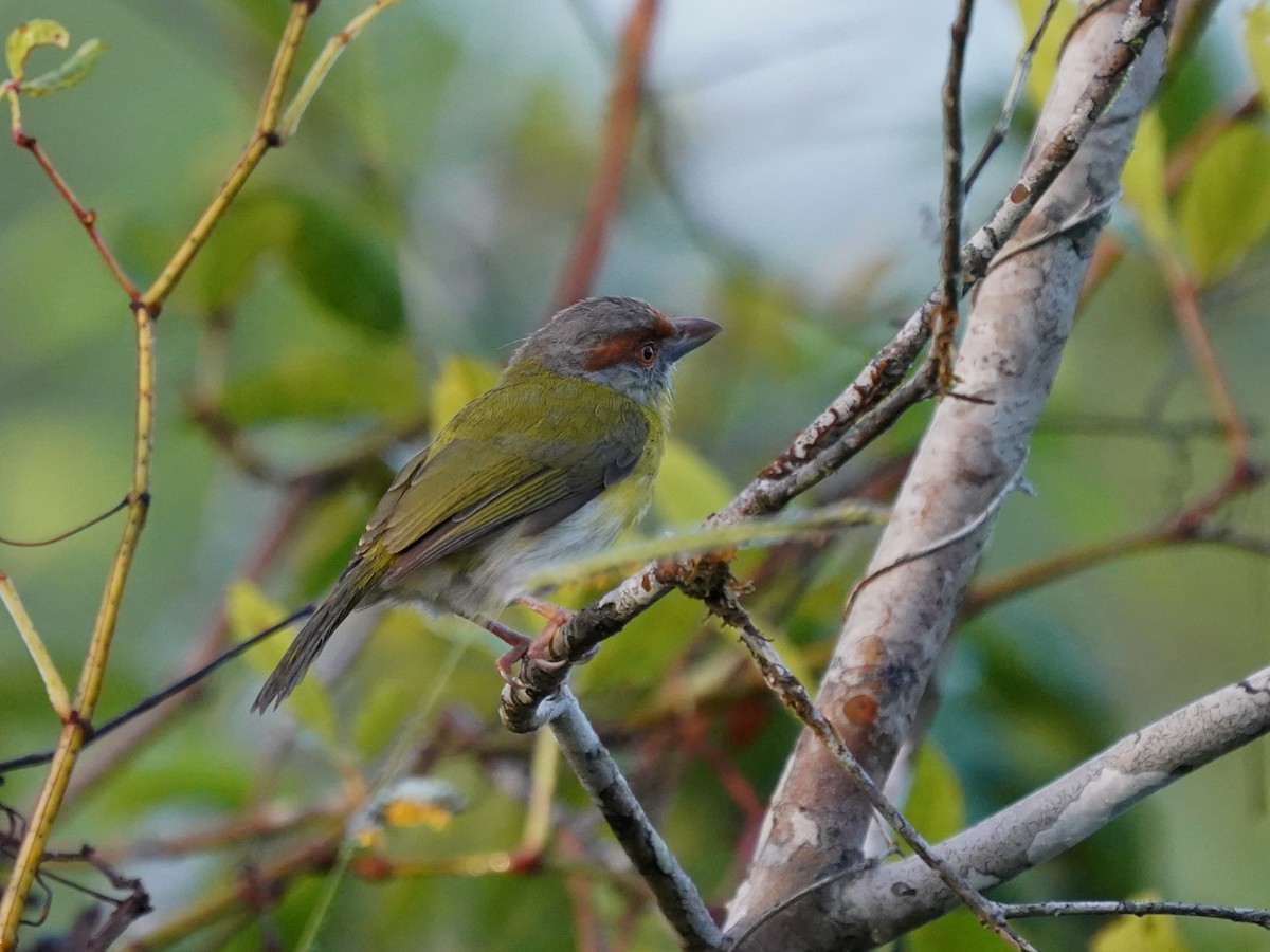 Rufous-browed Peppershrike - ML645683905