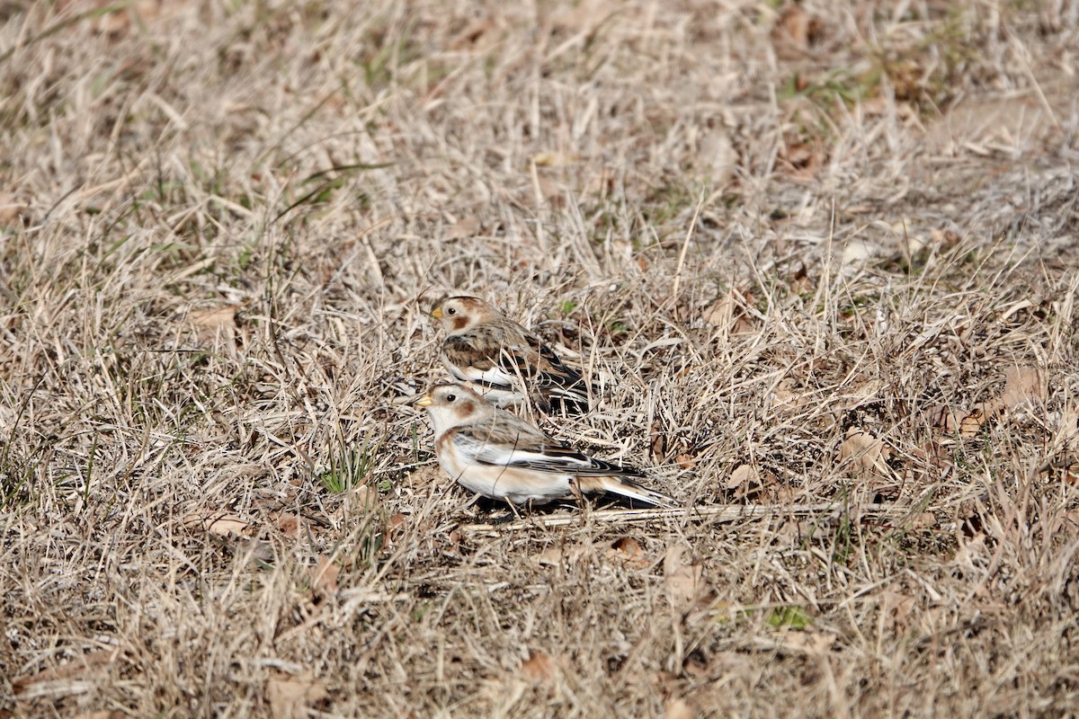 Snow Bunting - ML645683910
