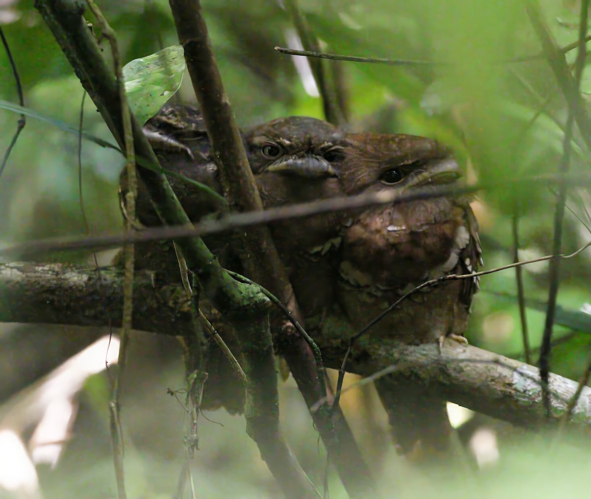 bandolærfroskemunn - ML645683917