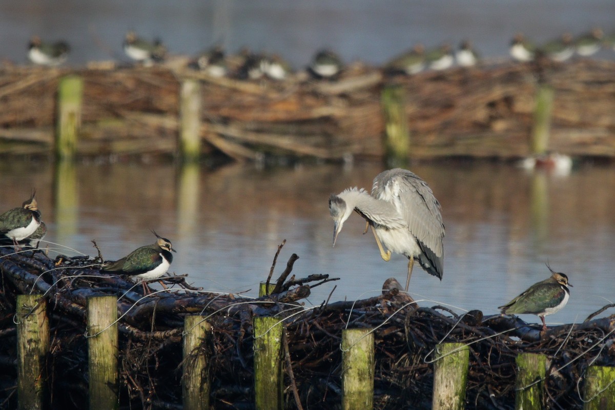 gråhegre - ML645683919