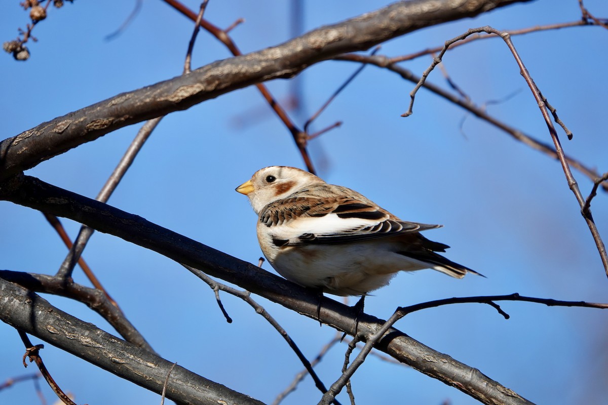 snøspurv - ML645683920