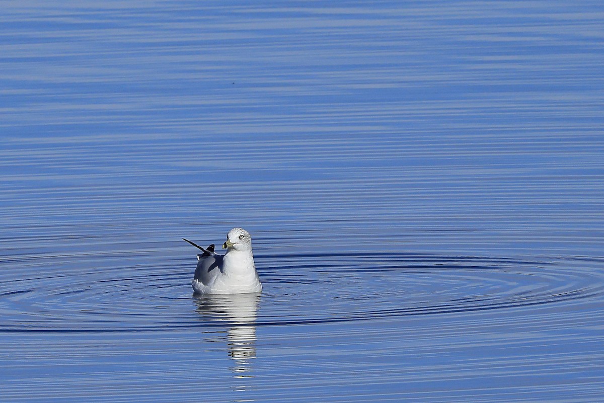 ringnebbmåke - ML645683921