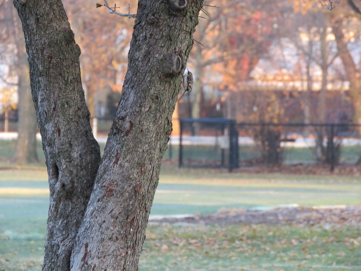 amerikatrekryper - ML645683923