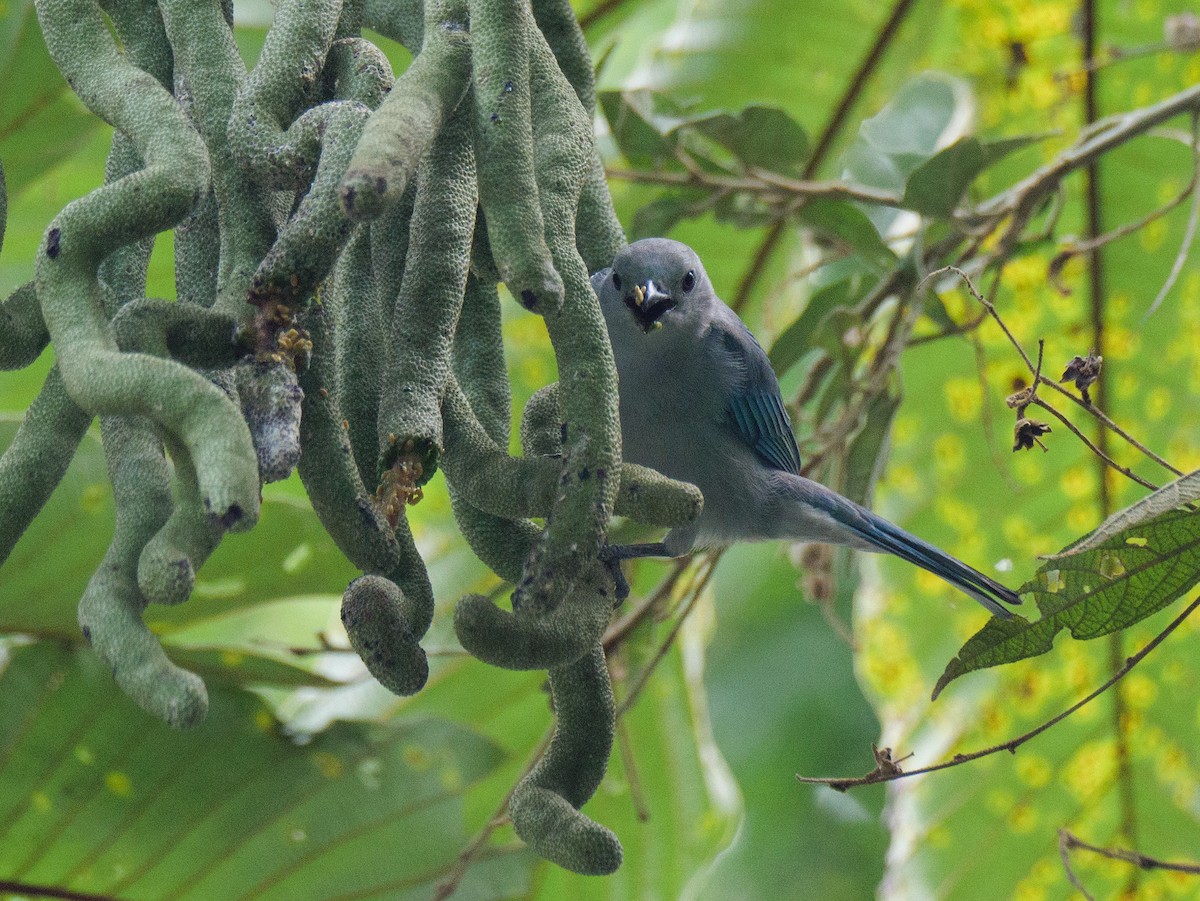 bispetanagar - ML645683928