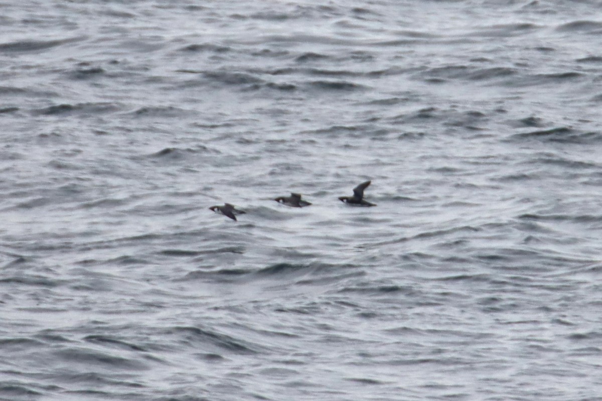 nordstarik - ML645683929