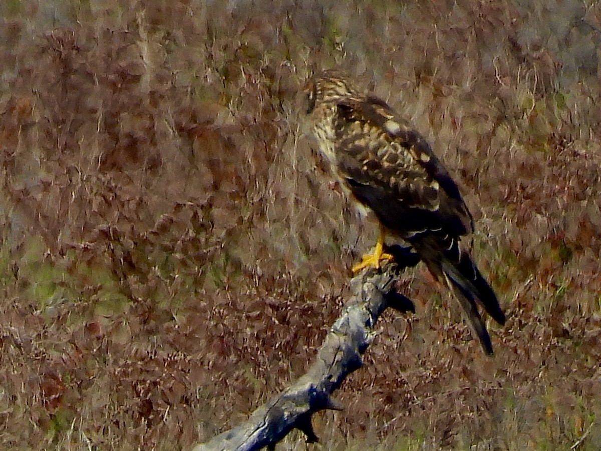 mørkmyrhauk - ML645683933