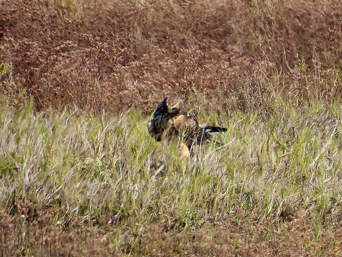 mørkmyrhauk - ML645683934