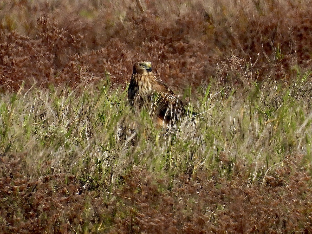 mørkmyrhauk - ML645683935