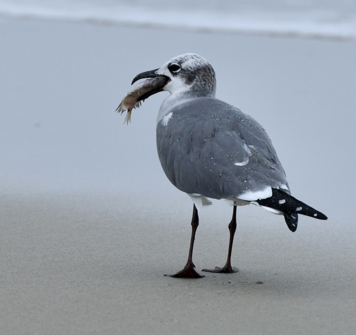 lattermåke - ML645683936