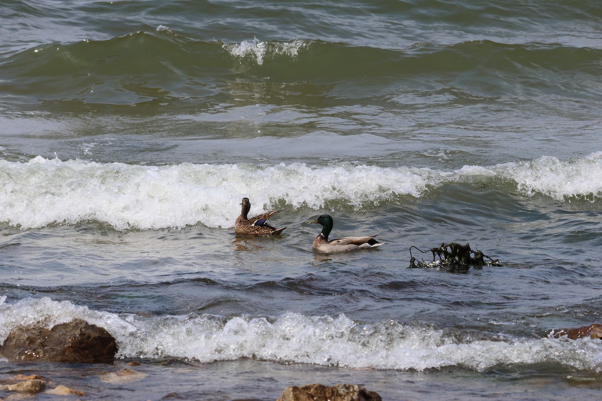 stokkand - ML645683937