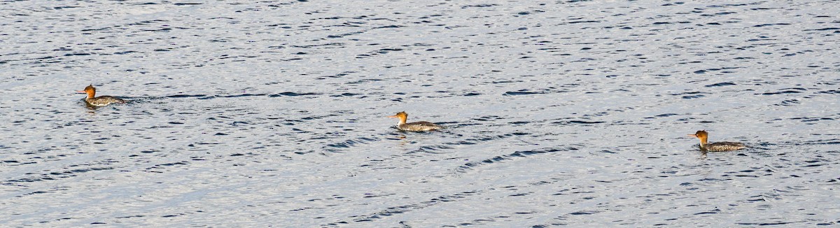 siland - ML645683938