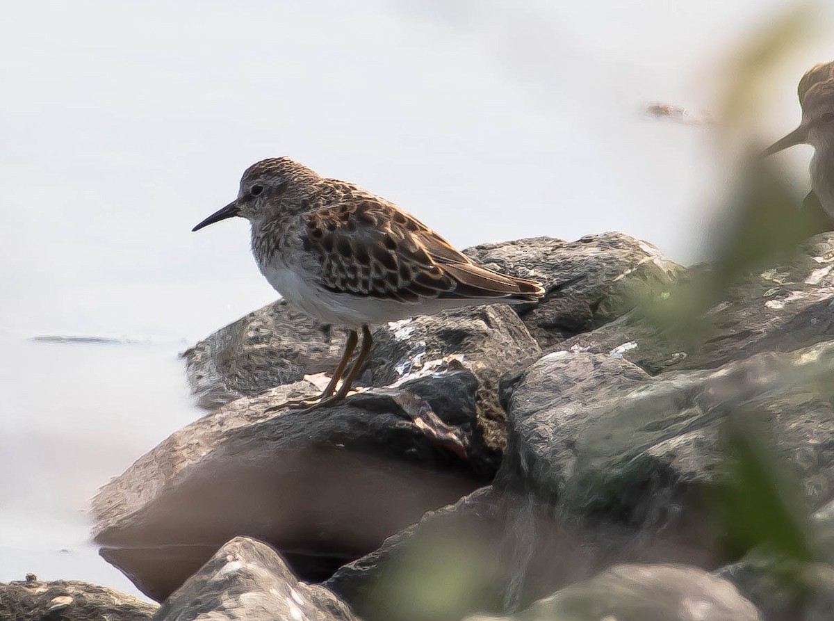 pygmésnipe - ML645683939
