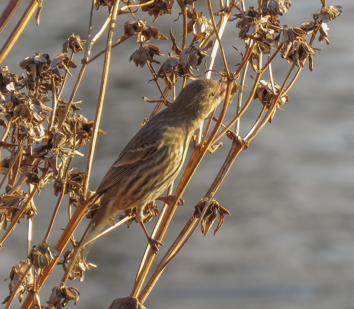 husrosenfink - ML645683940