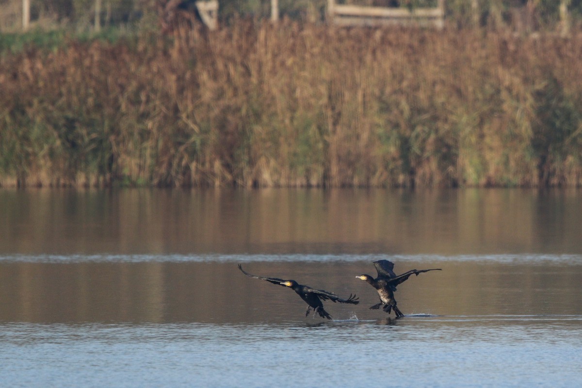 storskarv - ML645683941