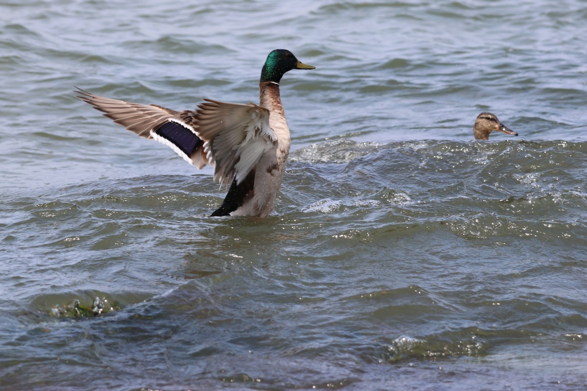 stokkand - ML645683942