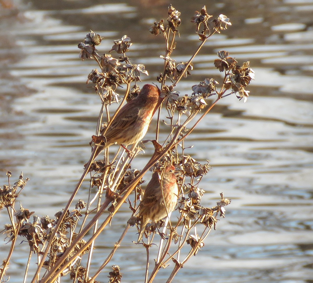 husrosenfink - ML645683944