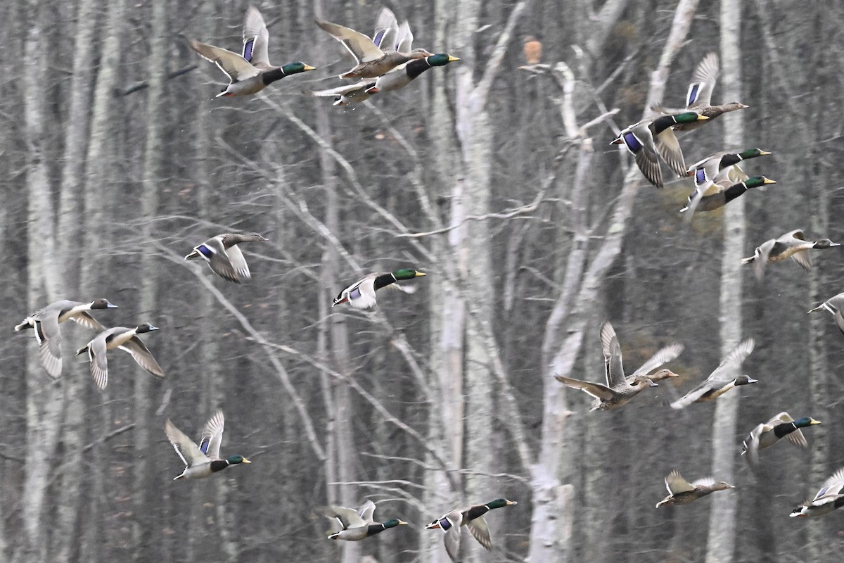 stjertand - ML645683945