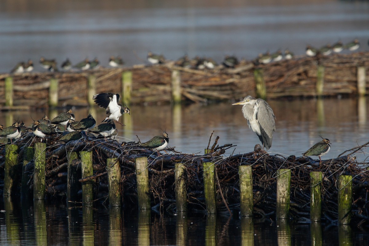 gråhegre - ML645683946