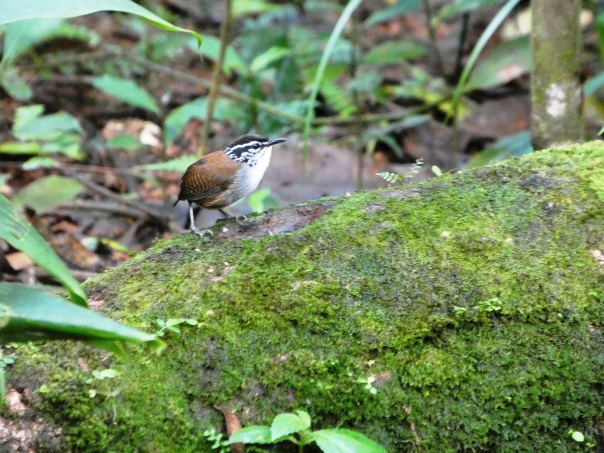 rustryggsmett - ML645683948