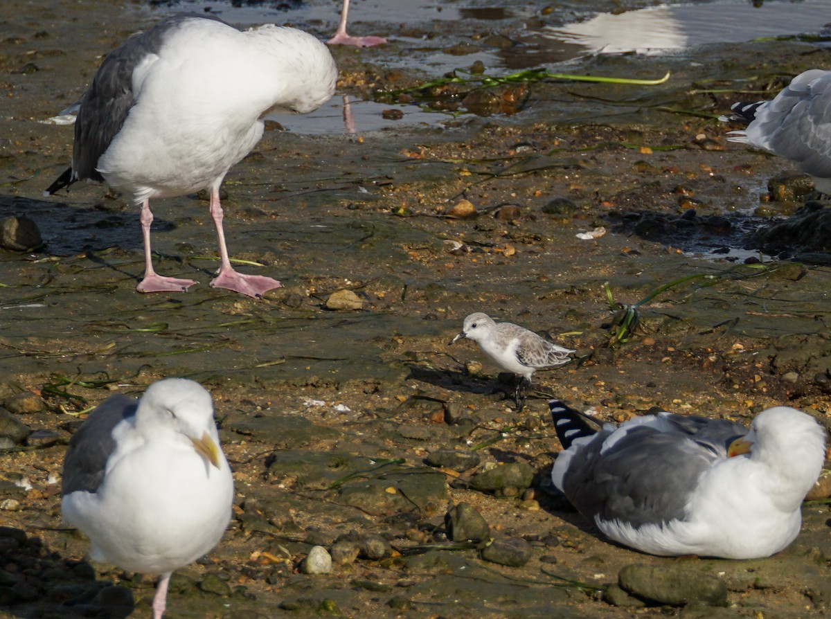 sandløper - ML645683949