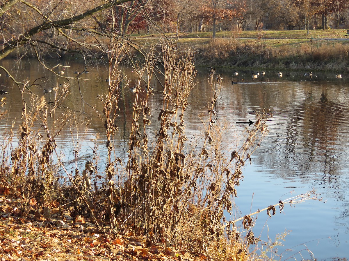 husrosenfink - ML645683951