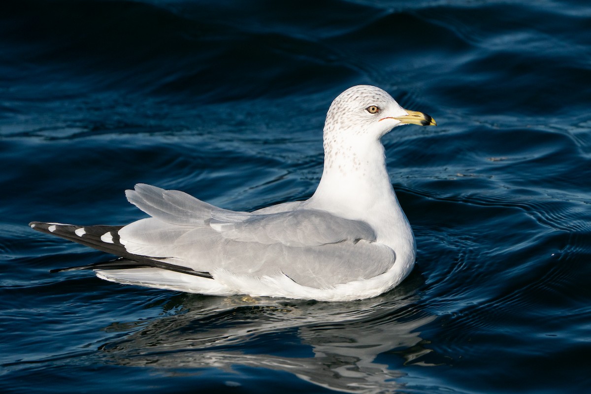 ringnebbmåke - ML645683953