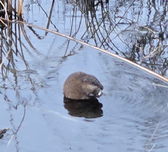 Muskrat - ML645683956