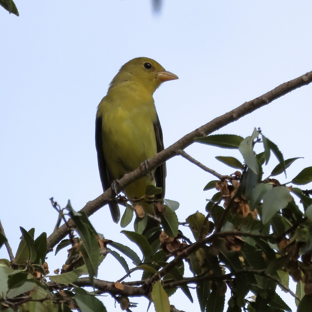 Піранга кармінова - ML645683962