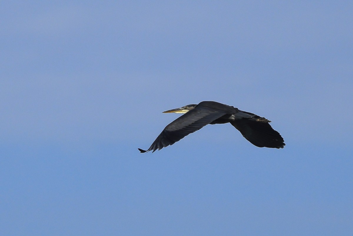 herodiashegre - ML645683963