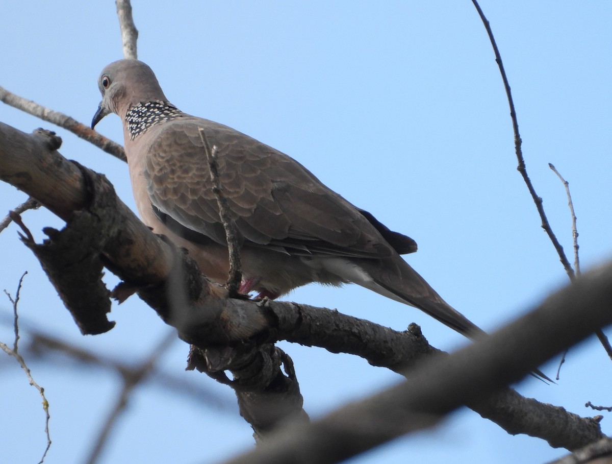 perlekragedue - ML645683964