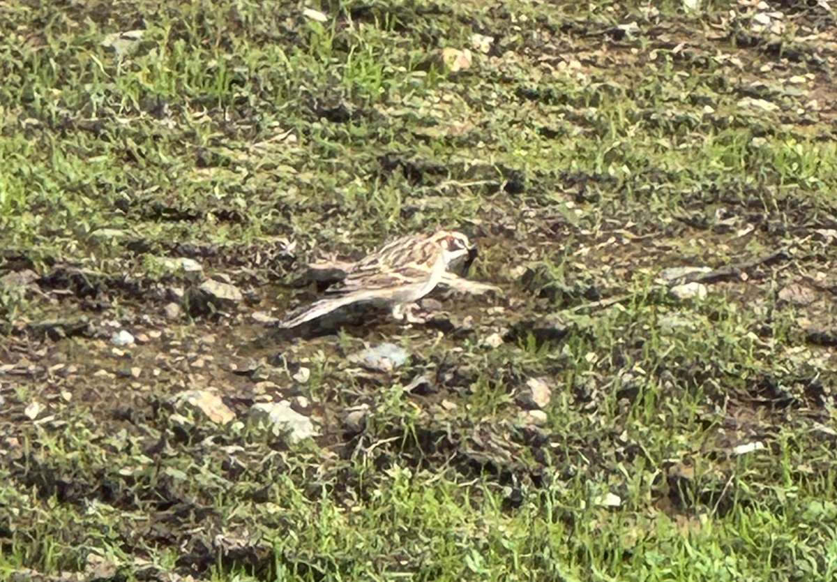Lark Sparrow - ML645683970