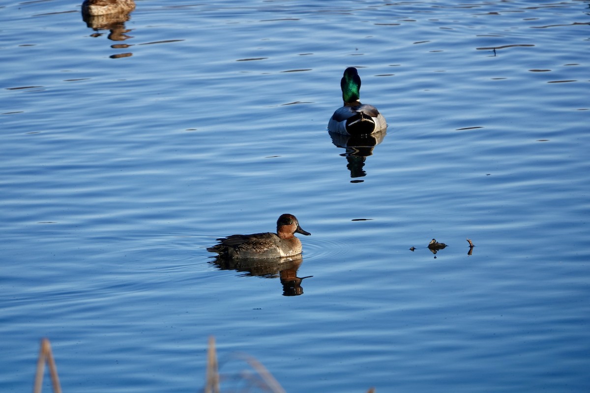 Green-winged Teal - ML645683973