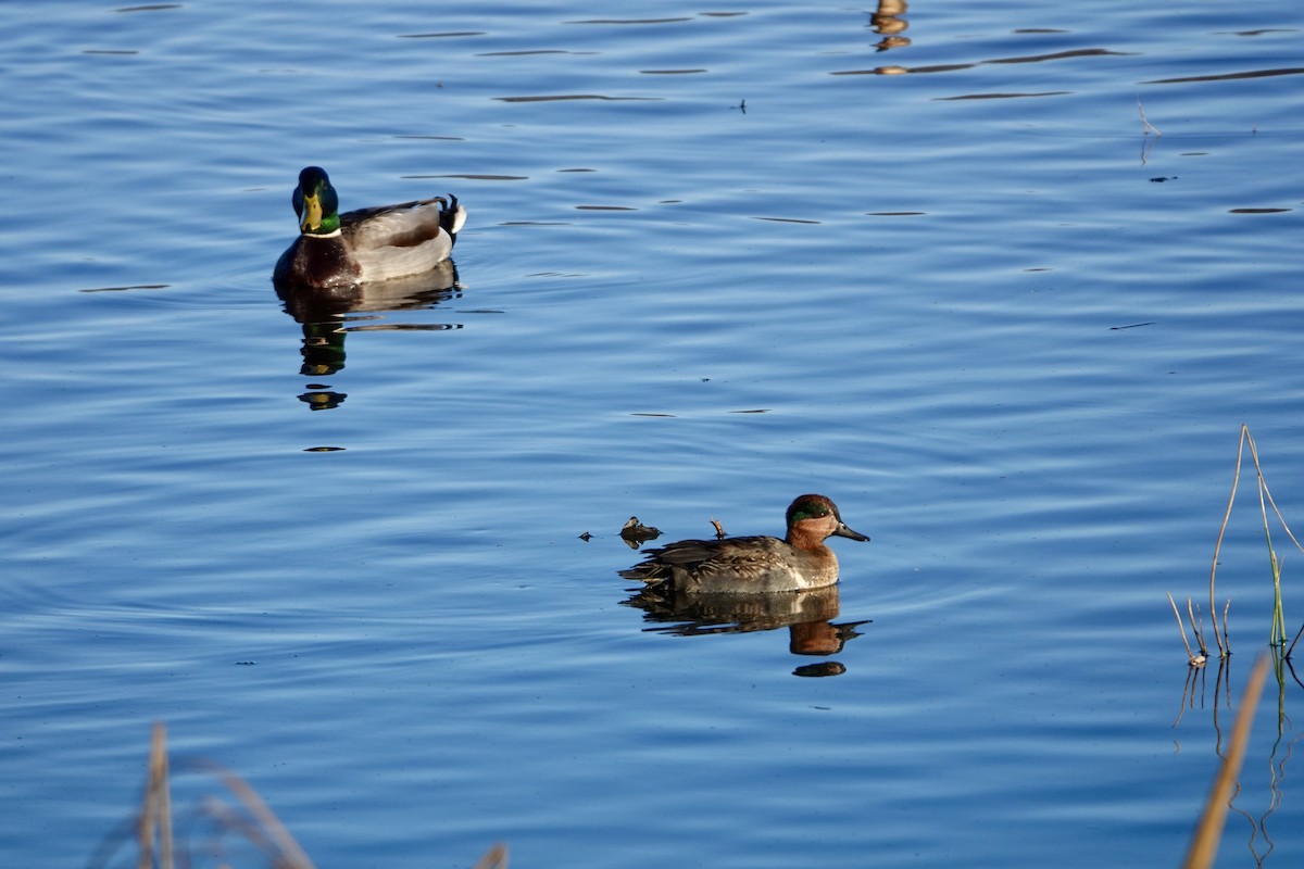 Green-winged Teal - ML645683976