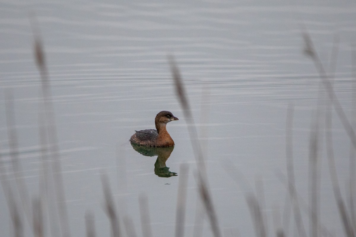 Pied-billed Grebe - ML645683991