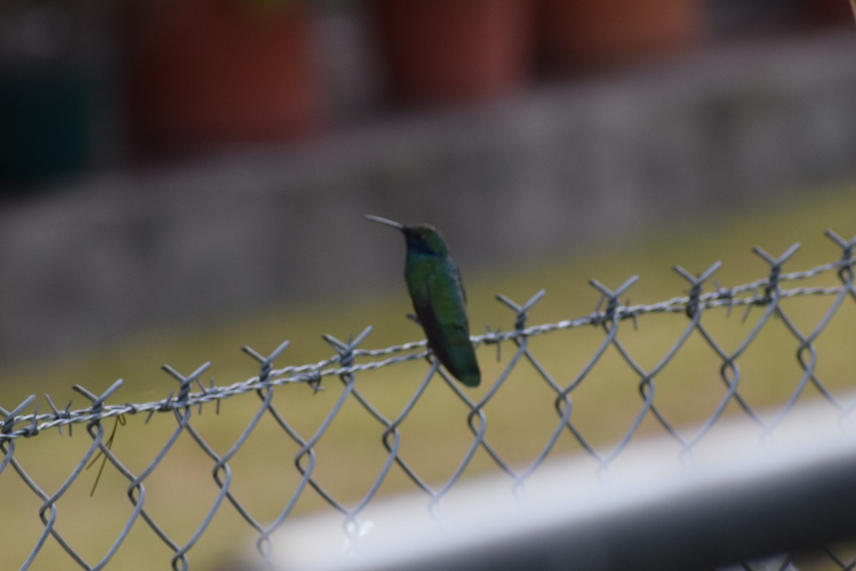 fiolørekolibri - ML645683993