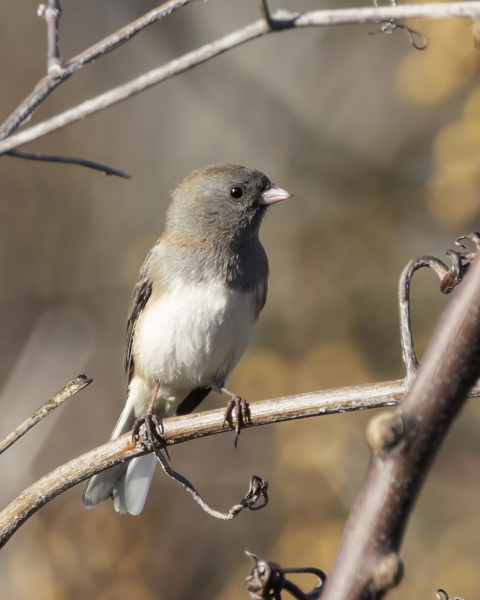 Dark-eyed Junco - ML645683997
