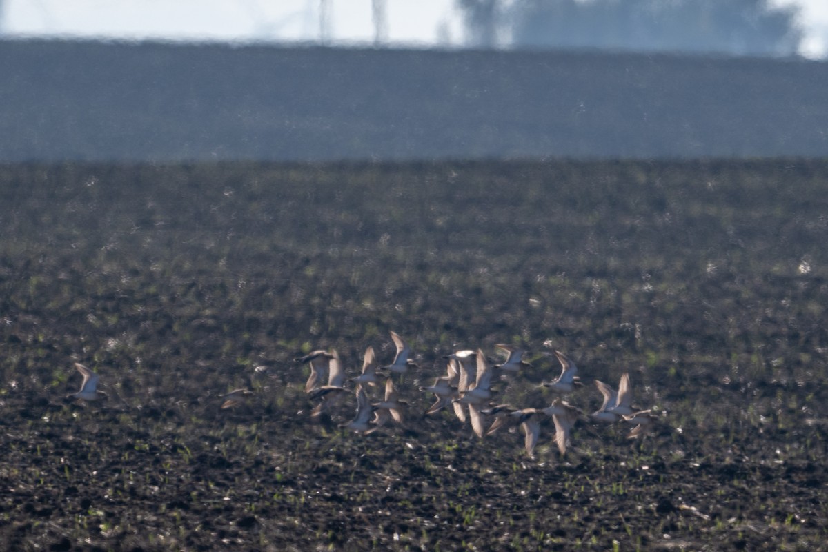 Mountain Plover - ML645684005