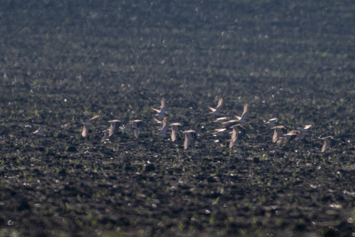 Mountain Plover - ML645684006