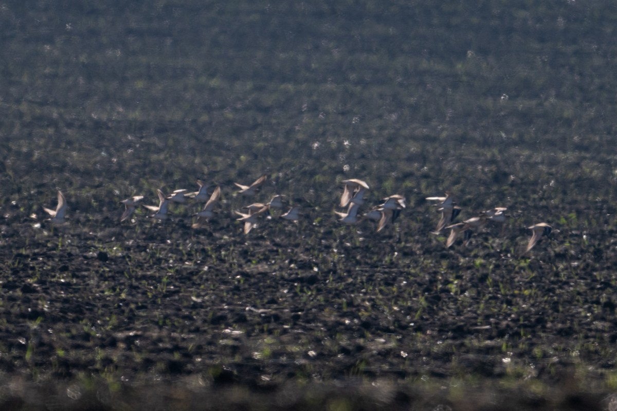 Mountain Plover - ML645684007